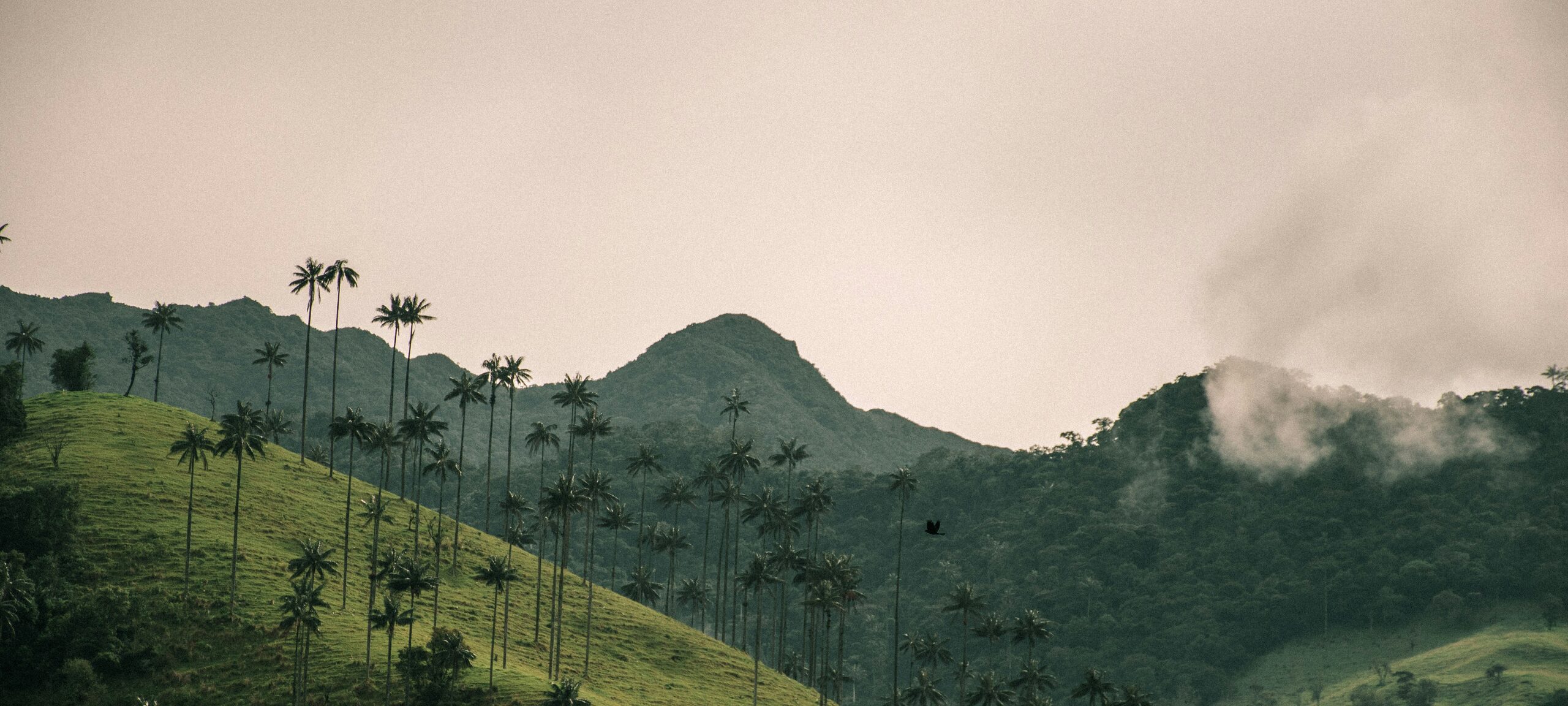 Palmas de cera y montañas verdes del Valle de Cocora, Colombia