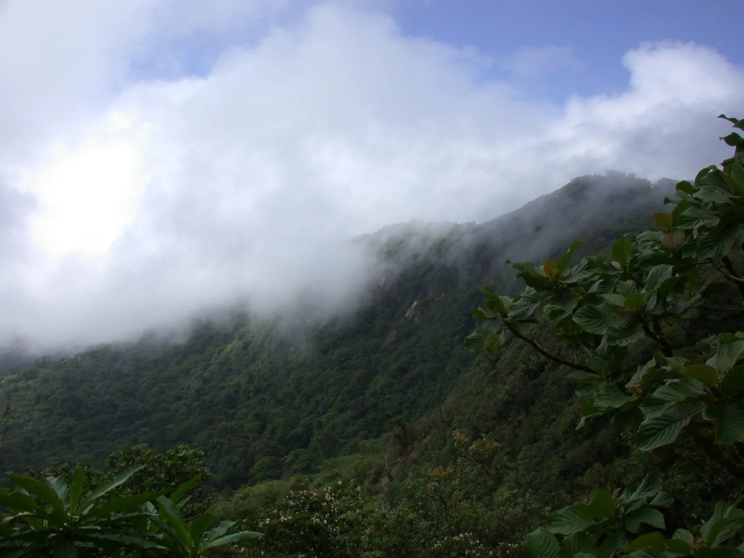 Nebelwaldlandschaft in Monteverde, Costa Rica.